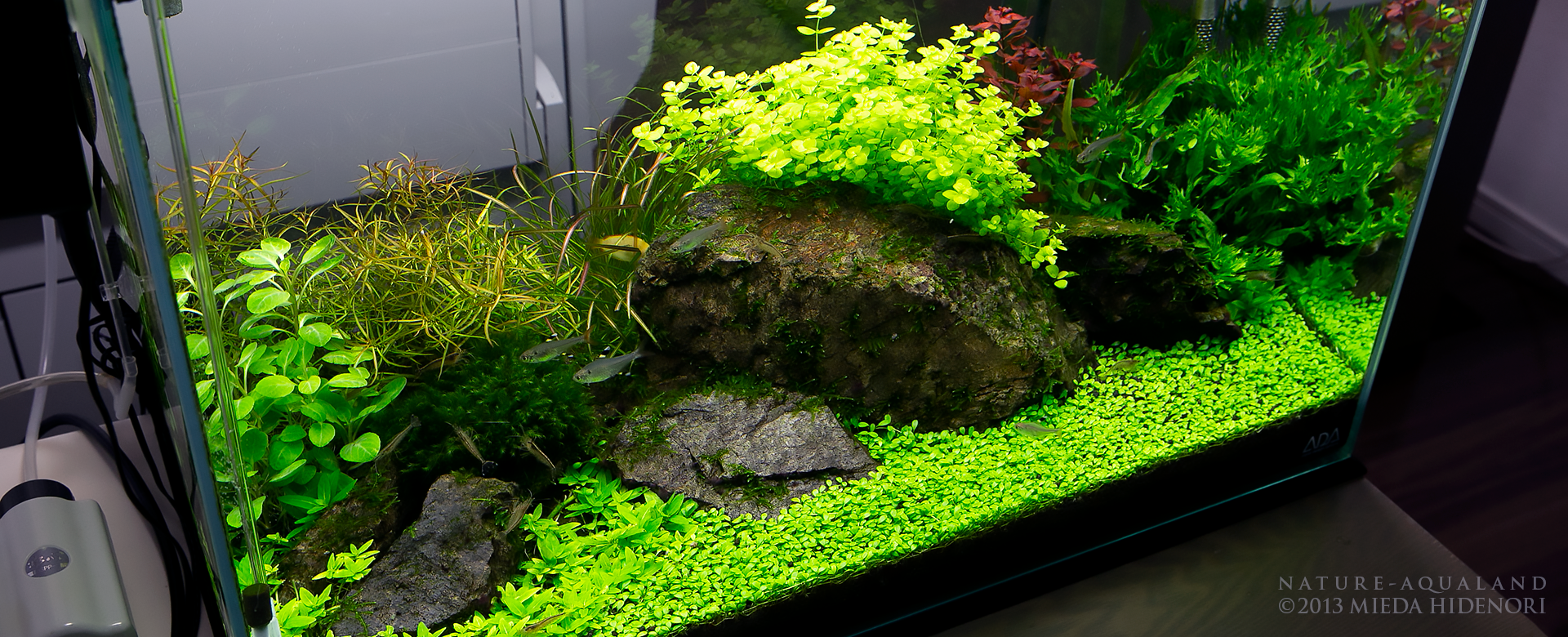 60cm石組水槽photo